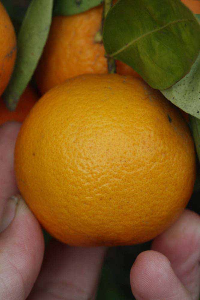              Fruit (Riverside, CA)       